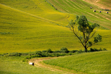 Asciano (SI), Italy - June 01, 2016: Typical scenary of Crete Senesi, Asciano, Siena, Tuscany, Italy