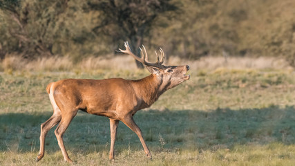 Female Red deer herd in La Pampa, Argentina, Parque Luro Nature Reserve