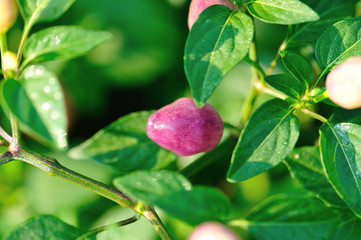 Obraz na płótnie Canvas Growing purple and yellow pepper. Organic farming