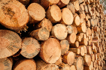 Close-up of a huge woodpile in the forest with tree trunks felld because of pest infestation. Seen near Nuremberg in Bavaria, Germany, in February