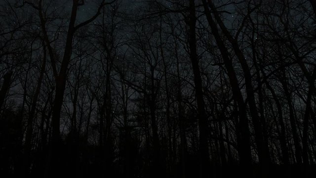 Stars moving behind trees in dark forest time lapse.mov