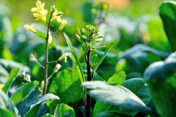 Flowering chinese kale plants in growth at vegetable garden