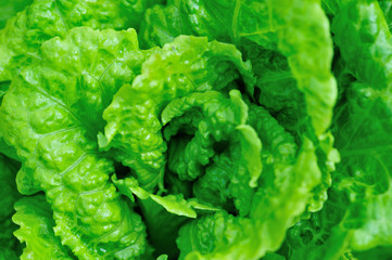 Green lettuce in growth at vegetable garden