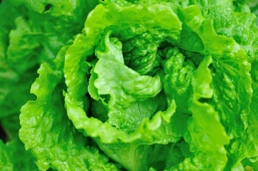 Green lettuce in growth at vegetable garden