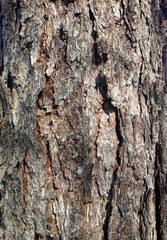 Brown bark on the trunk of an old tree