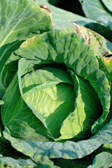 Obraz premium Green cabbage in growth at vegetable garden
