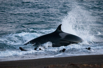 Killer whale hunting sea lions on the paragonian coast, Patagonia, Argentina