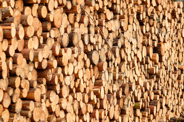 Close-up of a huge woodpile in the forest with tree trunks felld because of pest infestation. Seen near Nuremberg in Bavaria, Germany, in March