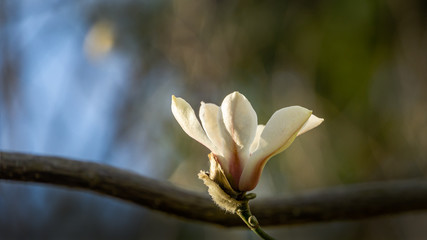 Gorgeous bud white magnolia flower on blue bokeh background. Nature concept for spring design. Place for your text.