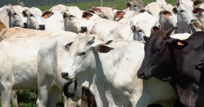 Agribusiness - Close cattle, white Nellore cattle, green pasture in Brazil - Livestock
