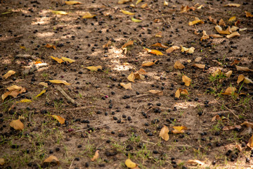 Leaves and fruits of the plum tree (Eugenia candolleana) scattered on the ground
