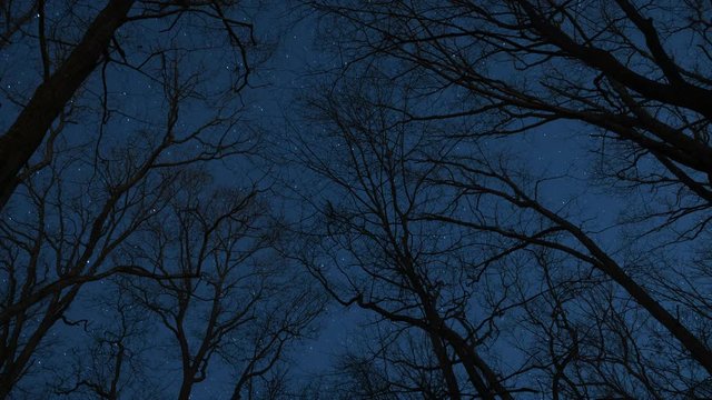 Stars through trees winter forest time lapse night to day