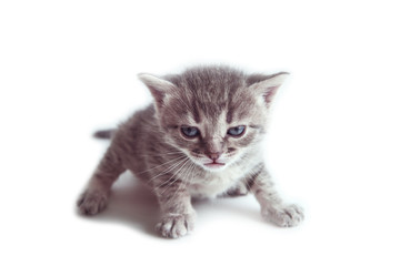 Fototapeta premium little cute gray kitten with blue eyes of british breed on a white isolated background looking at the camera