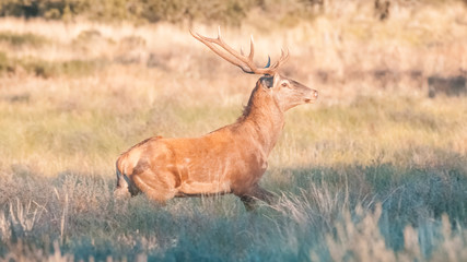Red deer in Patagonia, La Pampa, Argentina.