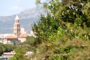 Lush trees and Saint Domnius bell tower, landmark in Split, Croatia, in the background. Selective focus.