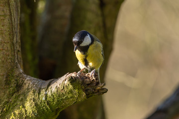 Parus major, Great Tit feeding in a natural woodland background.