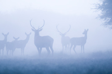Naklejka na ściany i meble Red deer in the fog, Argentina, Parque Luro Nature Reserve