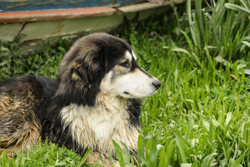 a dog lying in the grass