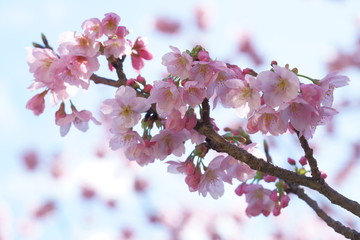 日本の春にピンク色の桜の花が咲く