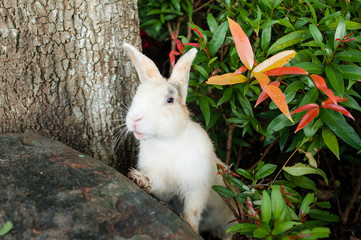 White Young Rabbit  Grass  Around 