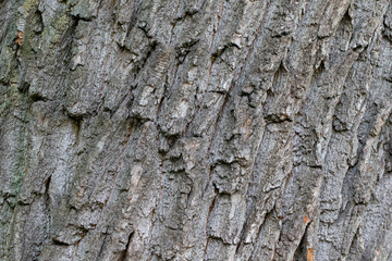The bark of an old tree. The texture of the growing oak.