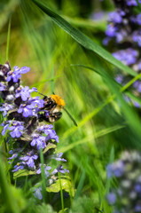 Bumble-bee around blue flower