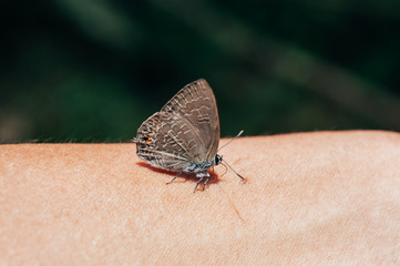Butterfly on Skin