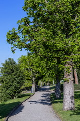 Fototapeta na wymiar Path with green trees
