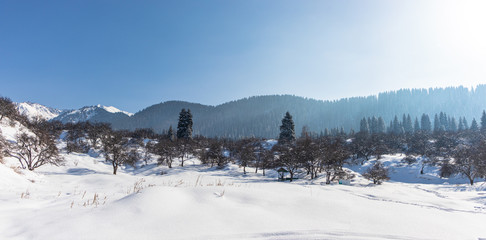 panorama of snowy mountains and trees