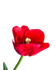 Fresh red tulip