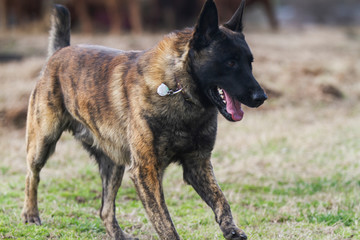 Closeup of dog running fast, Dutch Shepherd Dog in motion