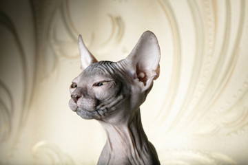 Beautiful face of a sphinx kitten. Funny bald cat on a beige background.