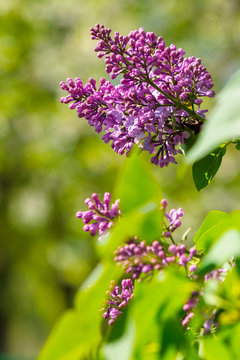 pink lilac flowers closeup on a branch. beautiful blurred background of blossoming garden in springtime