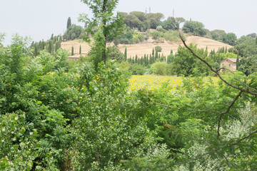 Fototapeta na wymiar Sunflower field in Buonconvento Tuscany Italy