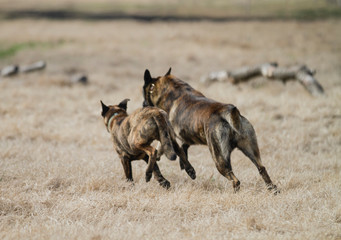 Large brindle dogs running away fast side by side