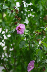 Hibiscus flower on branch and green leafs