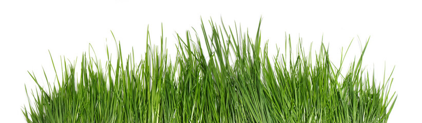 Fototapeta na wymiar Spring grass isolated on white - Panorama