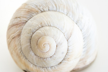 Snail house shell