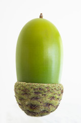 Green Acorn