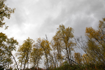 フィンランドの冬の空と森の木