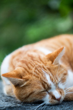 Ginger Cat Sleeping Outside 2