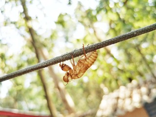 Cicada molt, cast, Molt insects.
