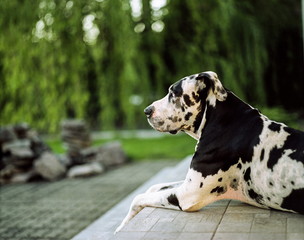 Great Dane dog