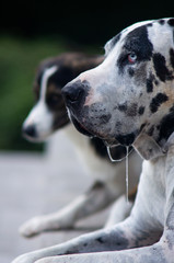 Great Dane dog