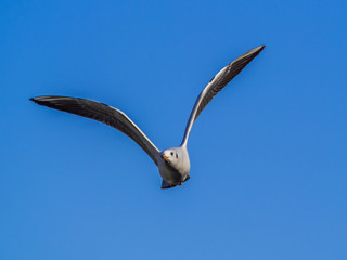 カモメ  Seagull 5