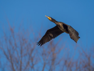 カワウ Great Cormorant 3