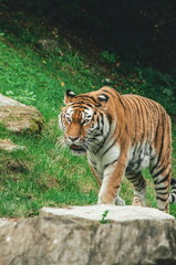 Tiger in a zoo