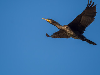 カワウ Great Cormorant 2