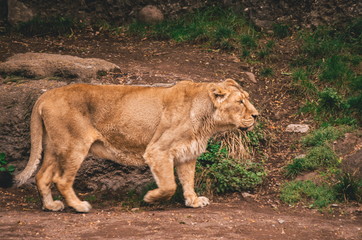 Female lion in a zoo