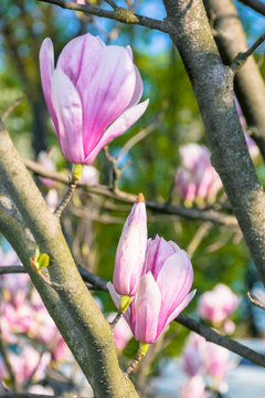 blossom of magnolia tree. beautiful pink flowers on the branches in sunlight. wonderful spring nature background